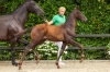 Vitalis	