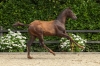 Vitalis	