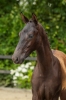 Vitalis	