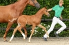 Vanille Rose Bsw	
