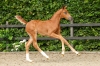 Vanille Rose Bsw	