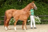 Vanille Rose Bsw	