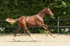 Very Special Van De Rheehoeve	