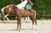 Very Special Van De Rheehoeve	