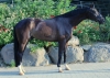 Fidertanz x Romanov BH