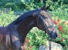 Fidertanz x Romanov BH