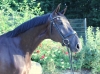 Fidertanz x Romanov BH