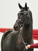 Lauries Schuventa
