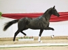Lauries Schuventa