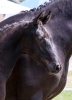 Serious Black