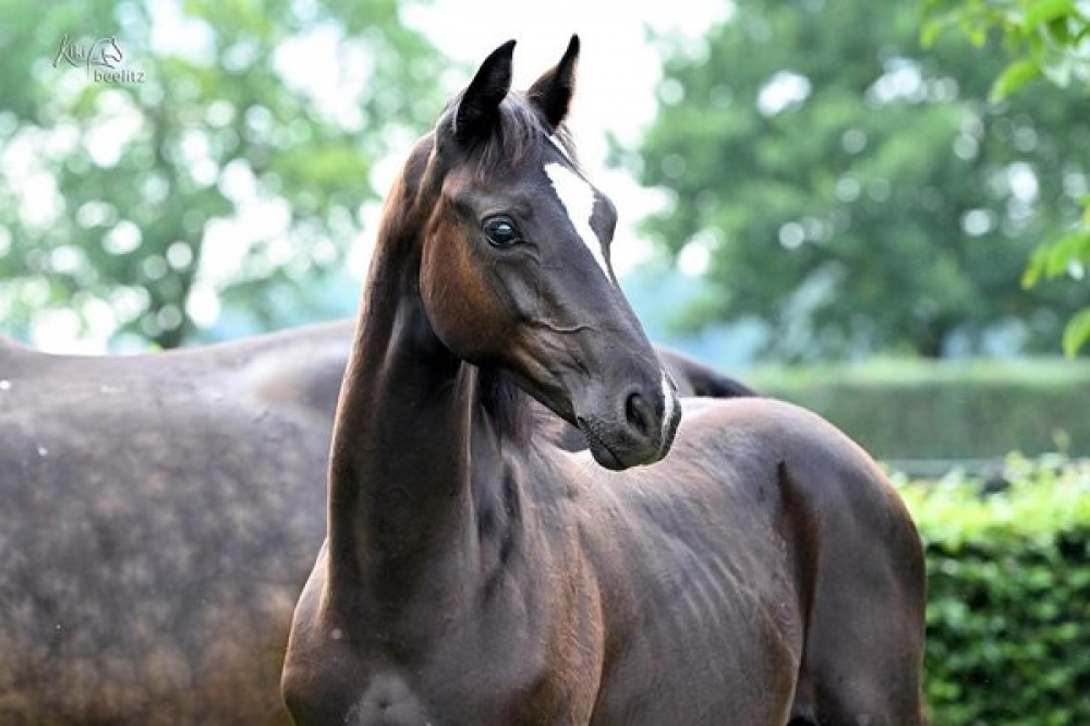 von Glamorous
