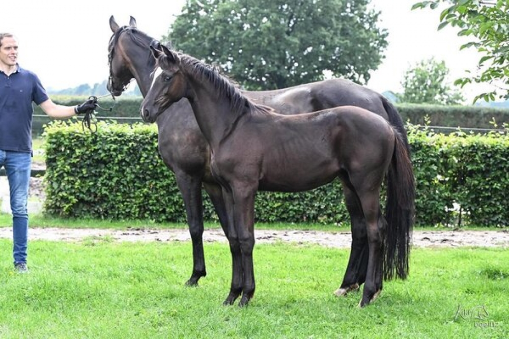 von Glamorous