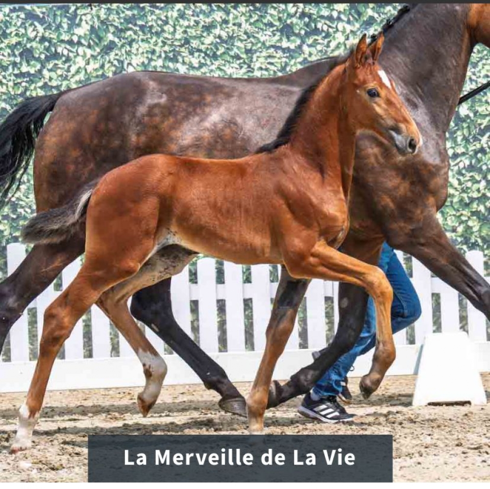 La Merveille de La Vie