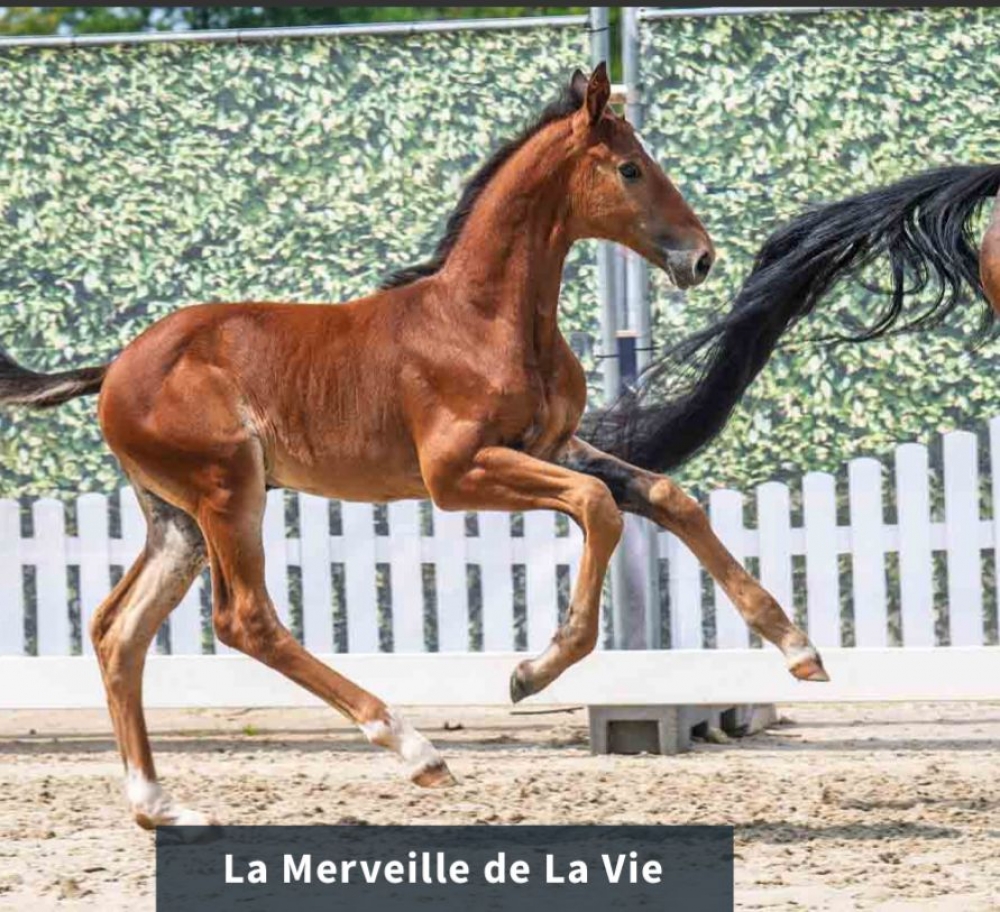 La Merveille de La Vie