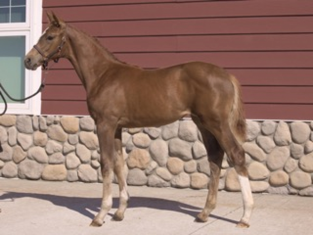 Diamonte Cinderlight