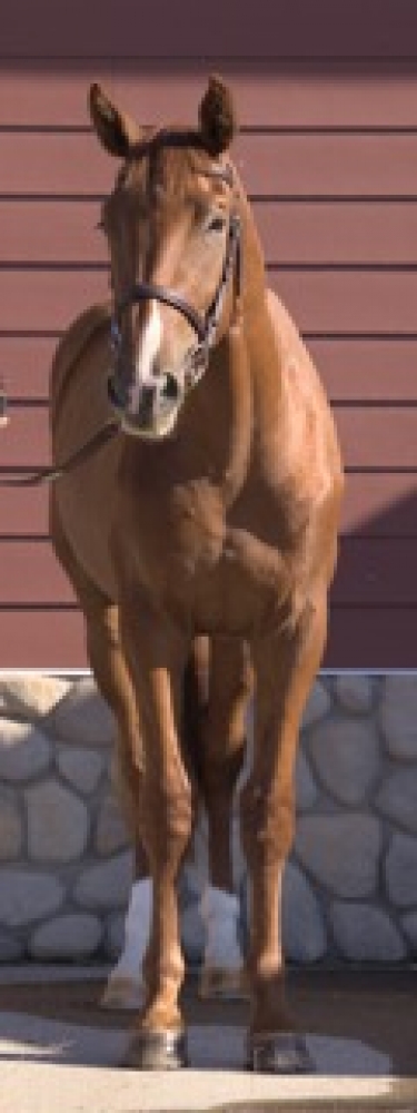 O. Leclezio
