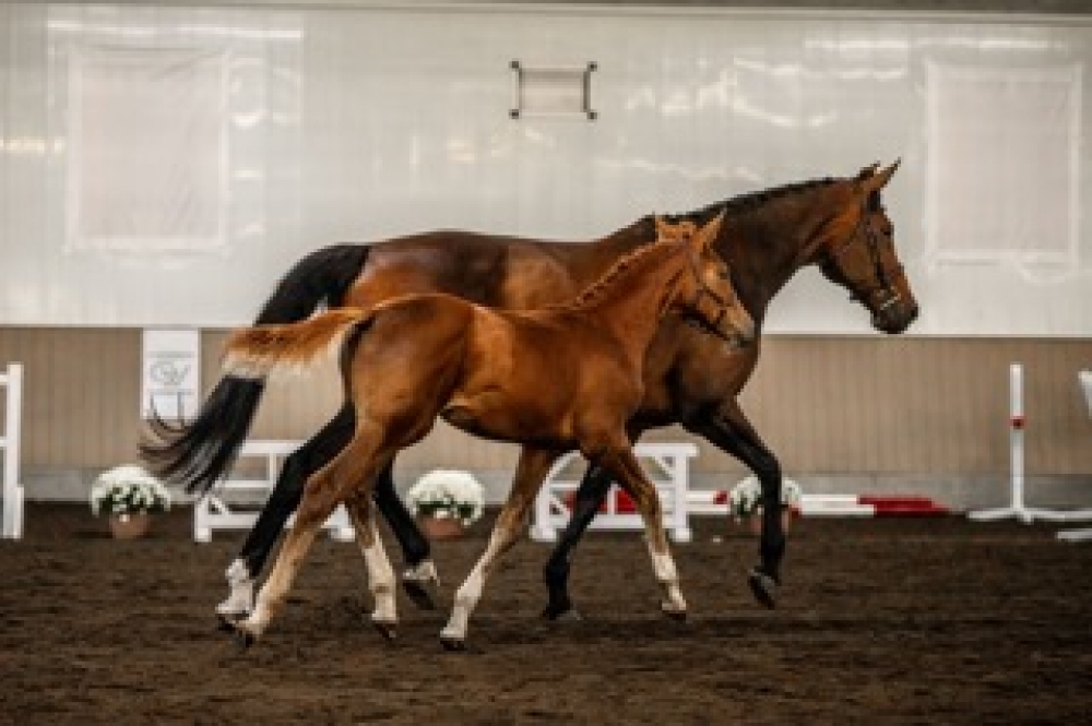 Diamonte Cinderlight