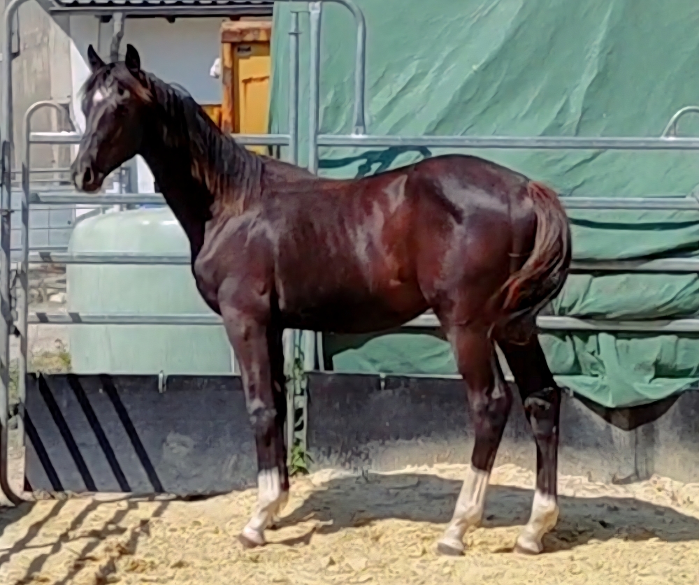 Solero GL