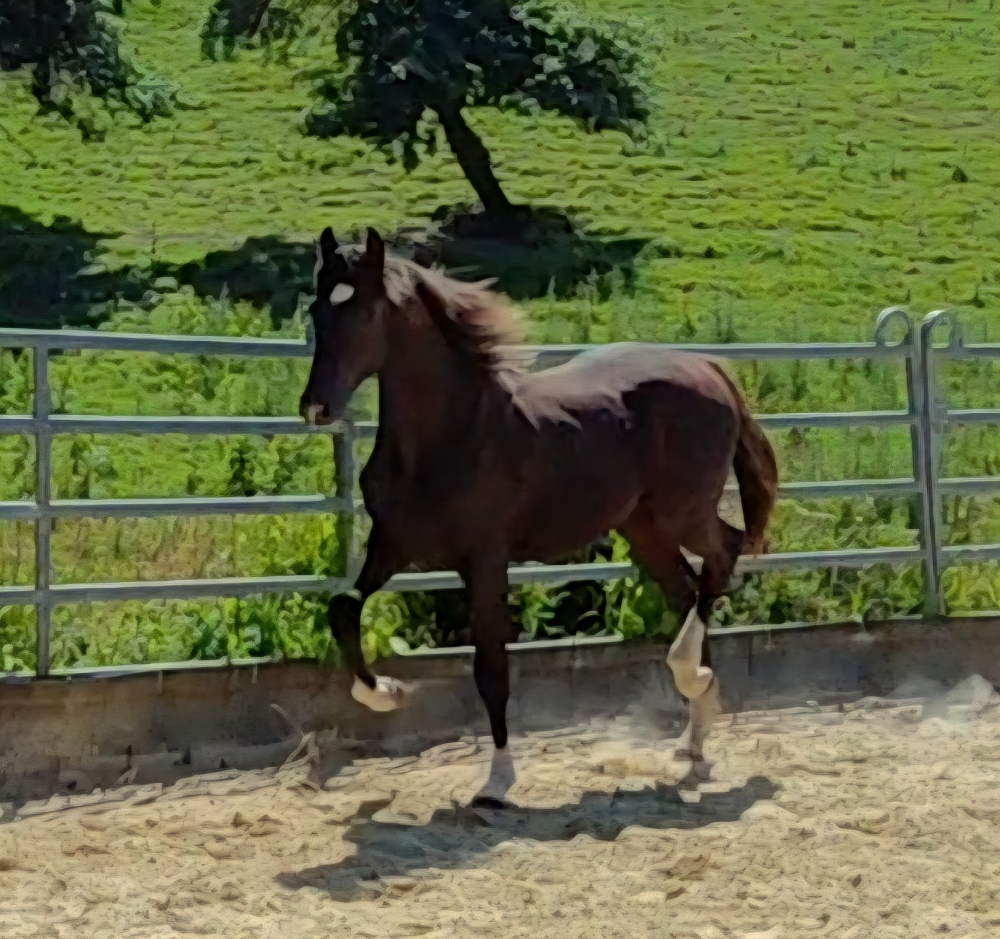 Solero GL
