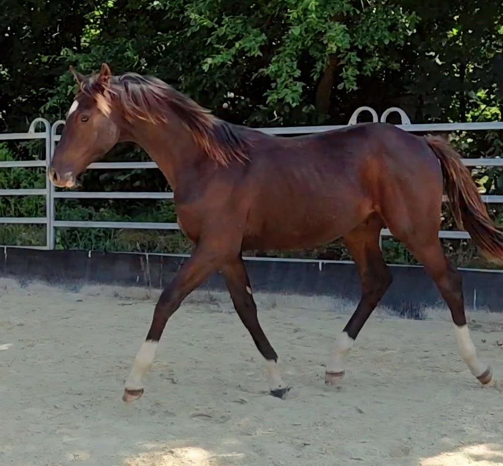 Solero GL