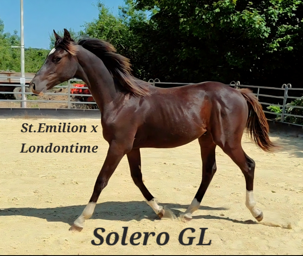 Solero GL