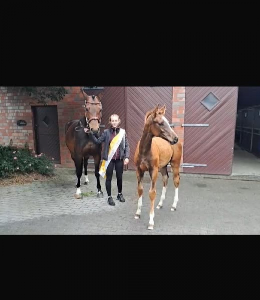 DE BRUYNE PU Z 