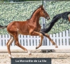 La Merveille de La Vie