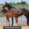 La Merveille de La Vie