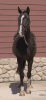 Akoni