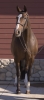 Hastrea