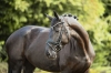 Sigrid