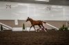 Diamonte Cinderlight