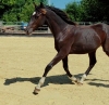 Solero GL