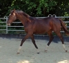 Solero GL