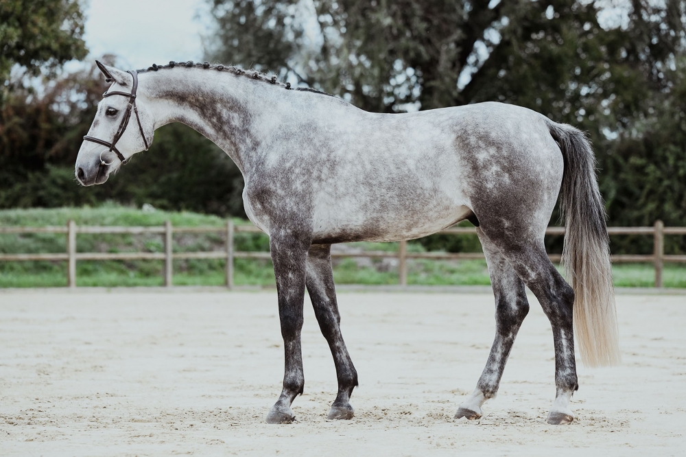 Hicksteads Hermes