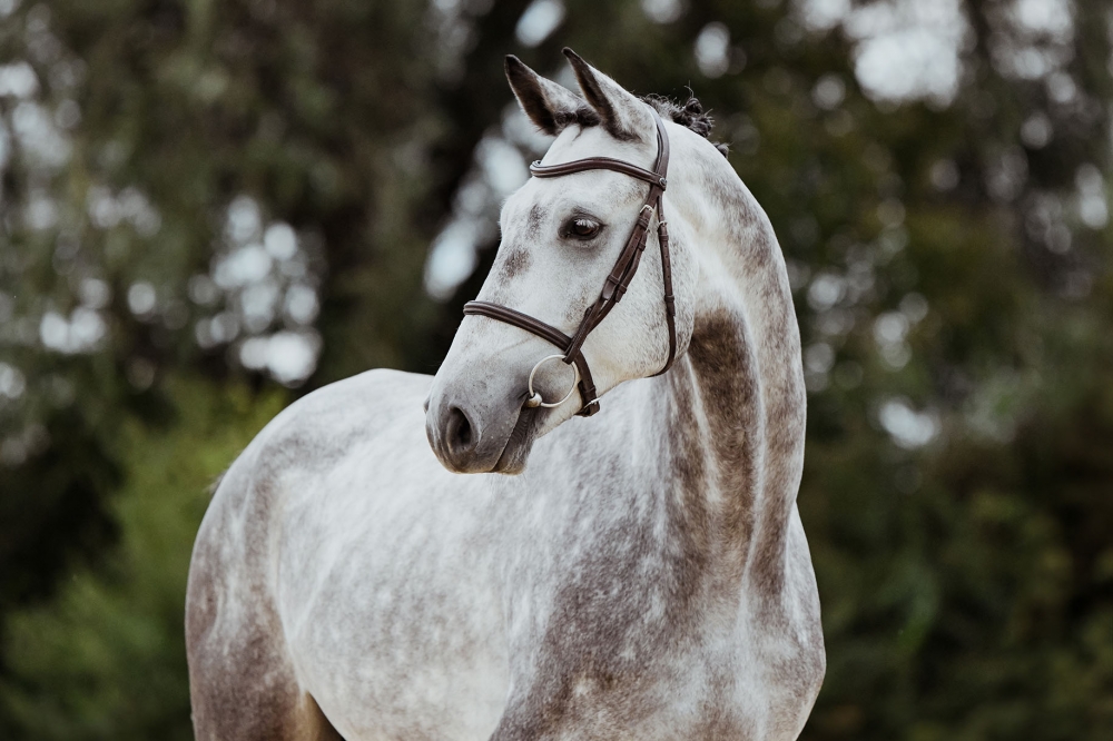 Hicksteads Hermes