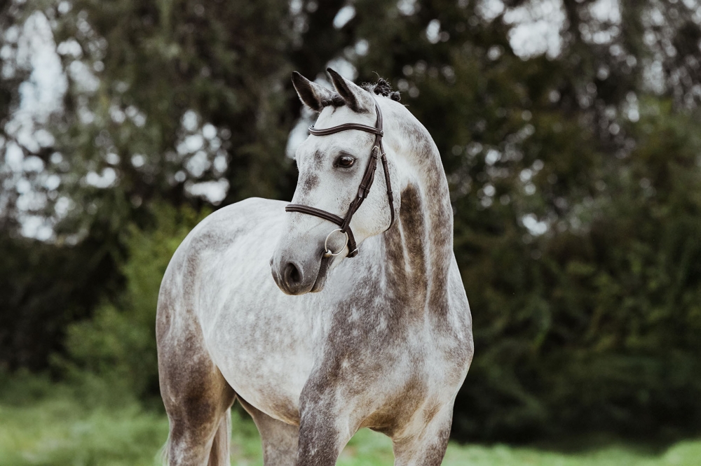 Hicksteads Hermes