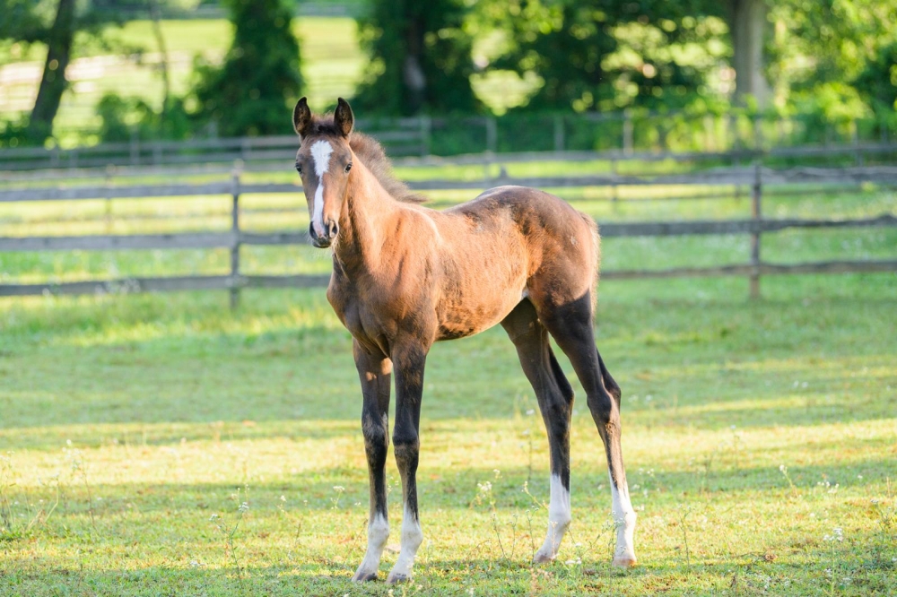 C Tallin’s Carmourina Z