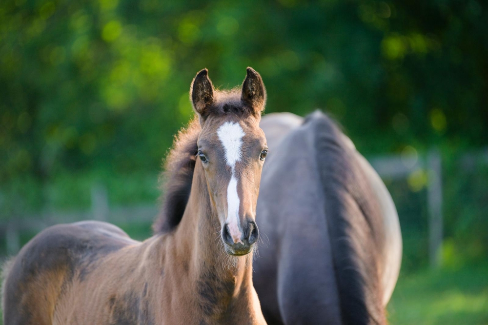 C Tallin’s Carmourina Z