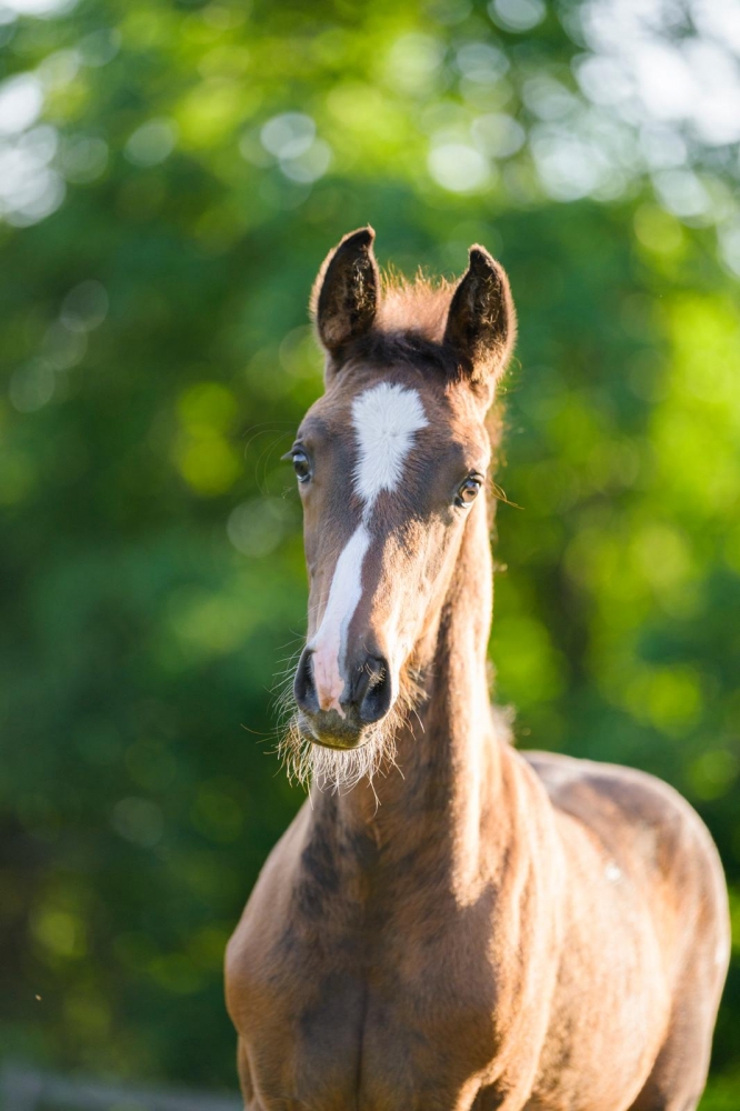 C Tallin’s Carmourina Z