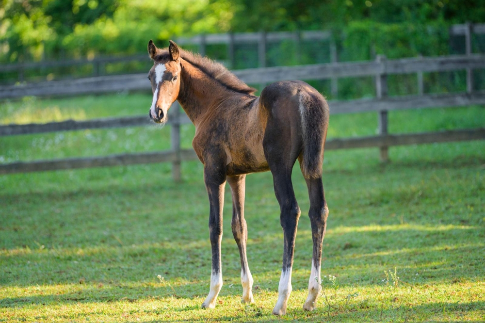 C Tallin’s Carmourina Z