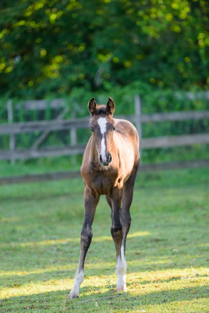 C Tallin’s Carmourina Z