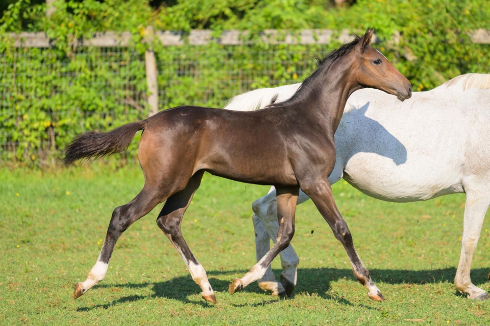  L Tallin’s Viva Miss Vegas Z