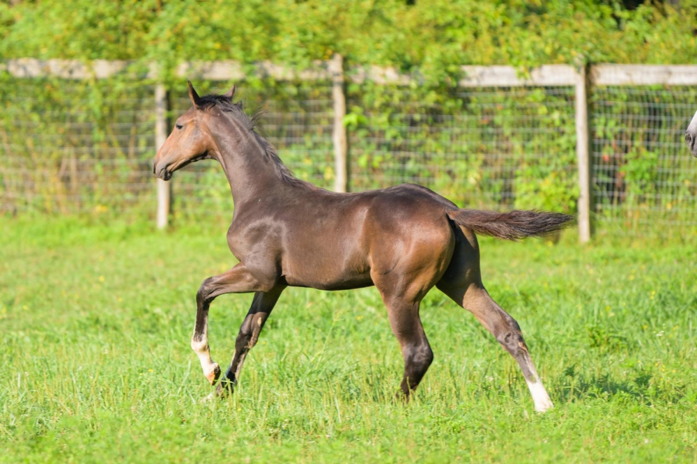  L Tallin’s Viva Miss Vegas Z