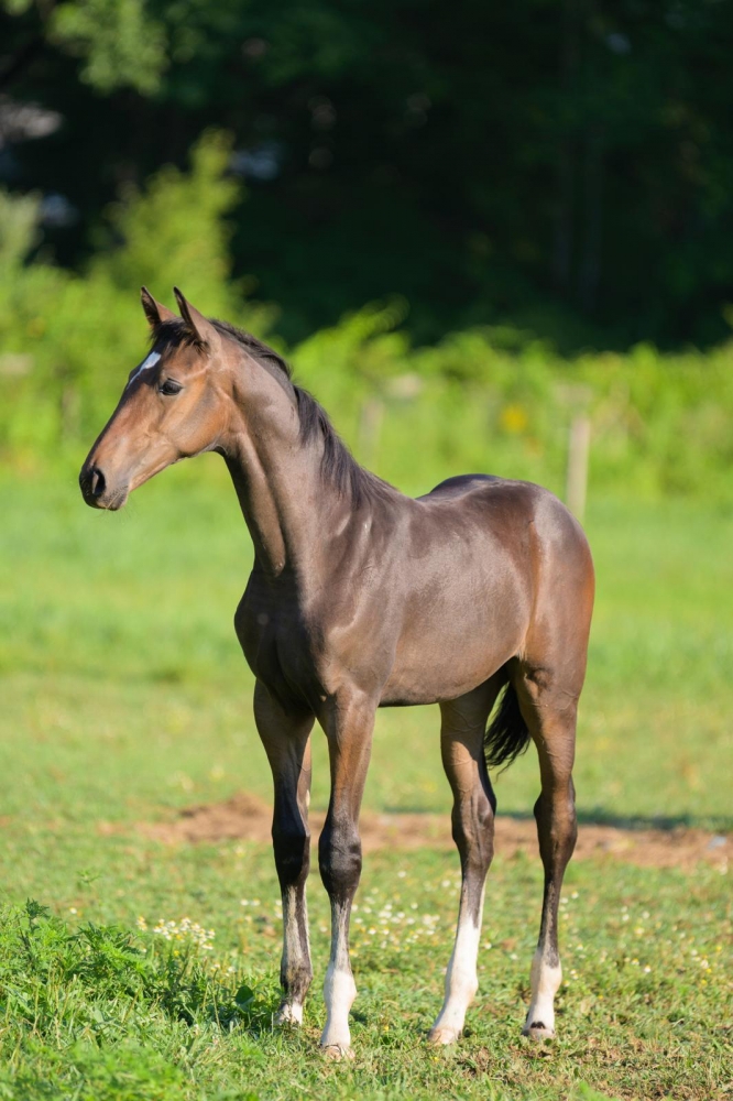  L Tallin’s Viva Miss Vegas Z