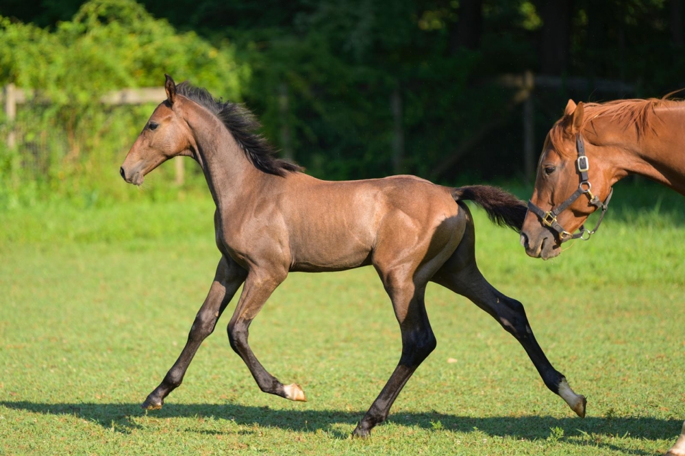 Q Tallin’s Rewrite The Stars Z