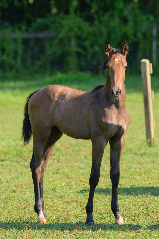 Q Tallin’s Rewrite The Stars Z