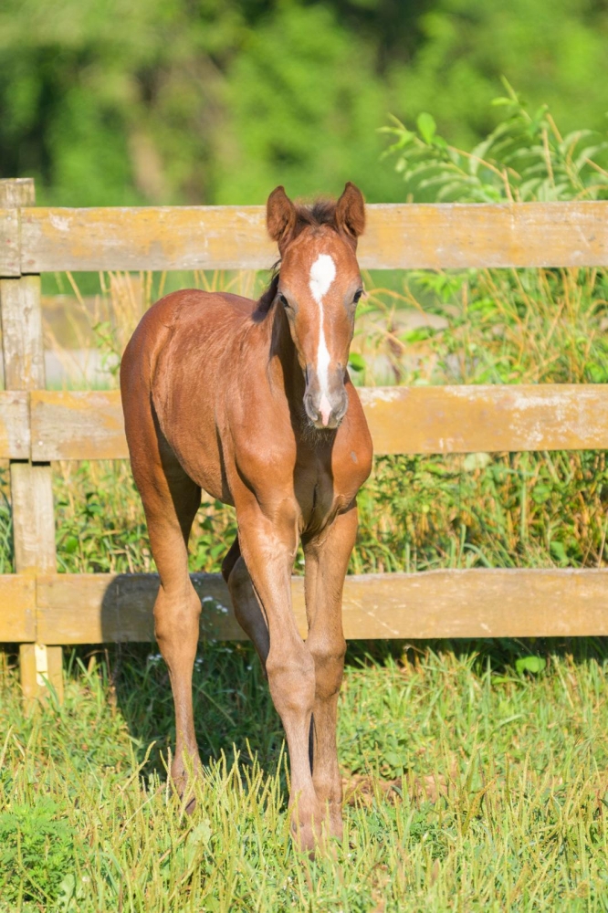 L Tallin's Vega de Revel Z