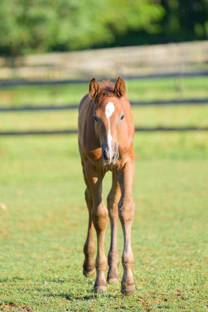 L Tallin's Vega de Revel Z