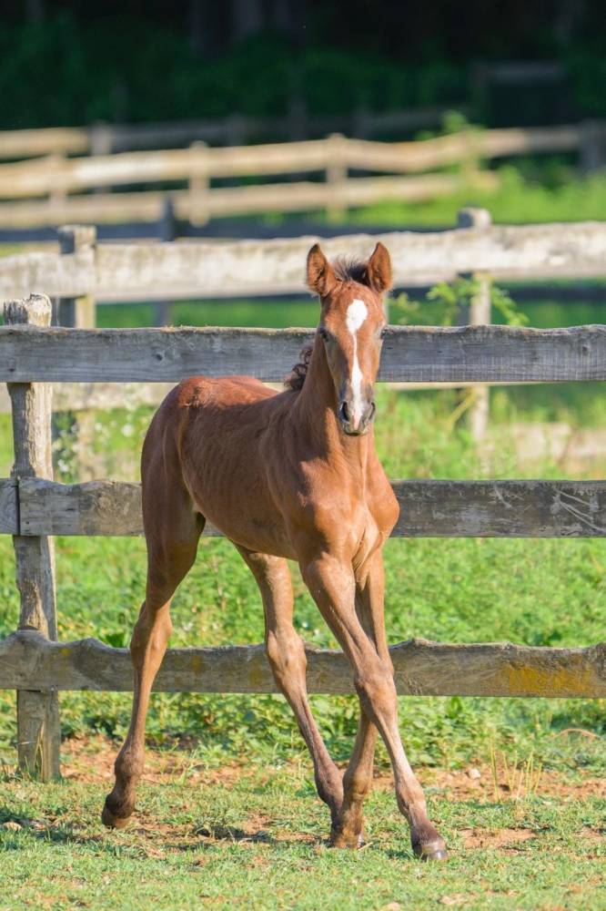 L Tallin's Vega de Revel Z